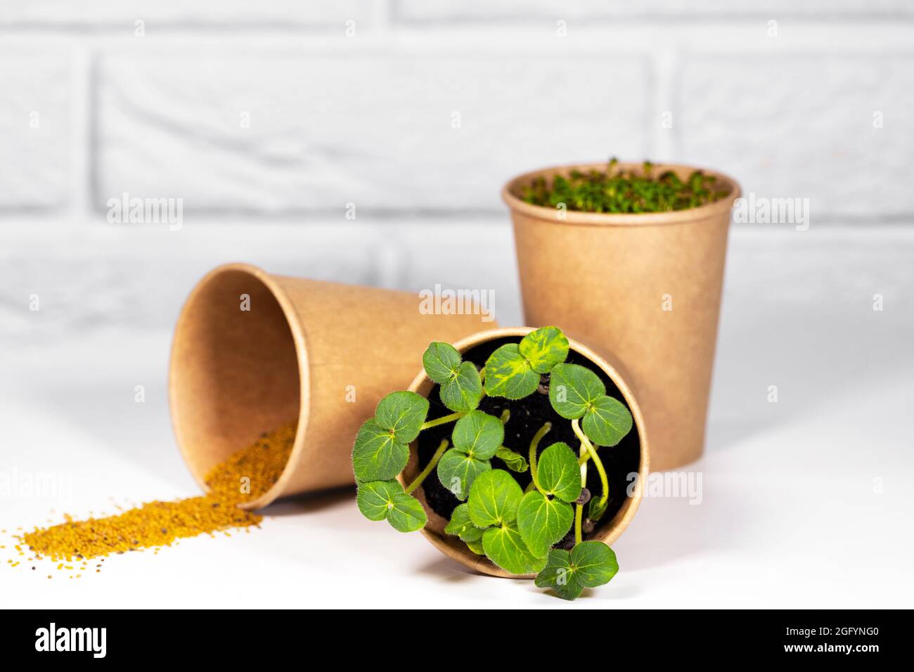 Tazza Eco Paper con Microvered. Giovani germogli verdi che crescono. Concetto di alimentazione sana. Sfondo mattone chiaro. CopySpace, tema ecologico Foto Stock