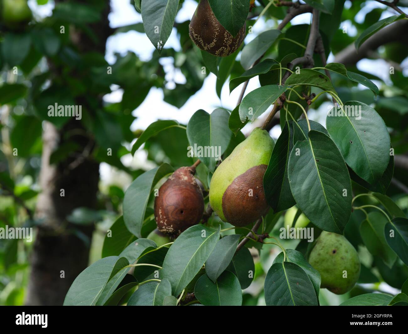 Pere marciume su un albero di pera. Primo piano. Foto Stock