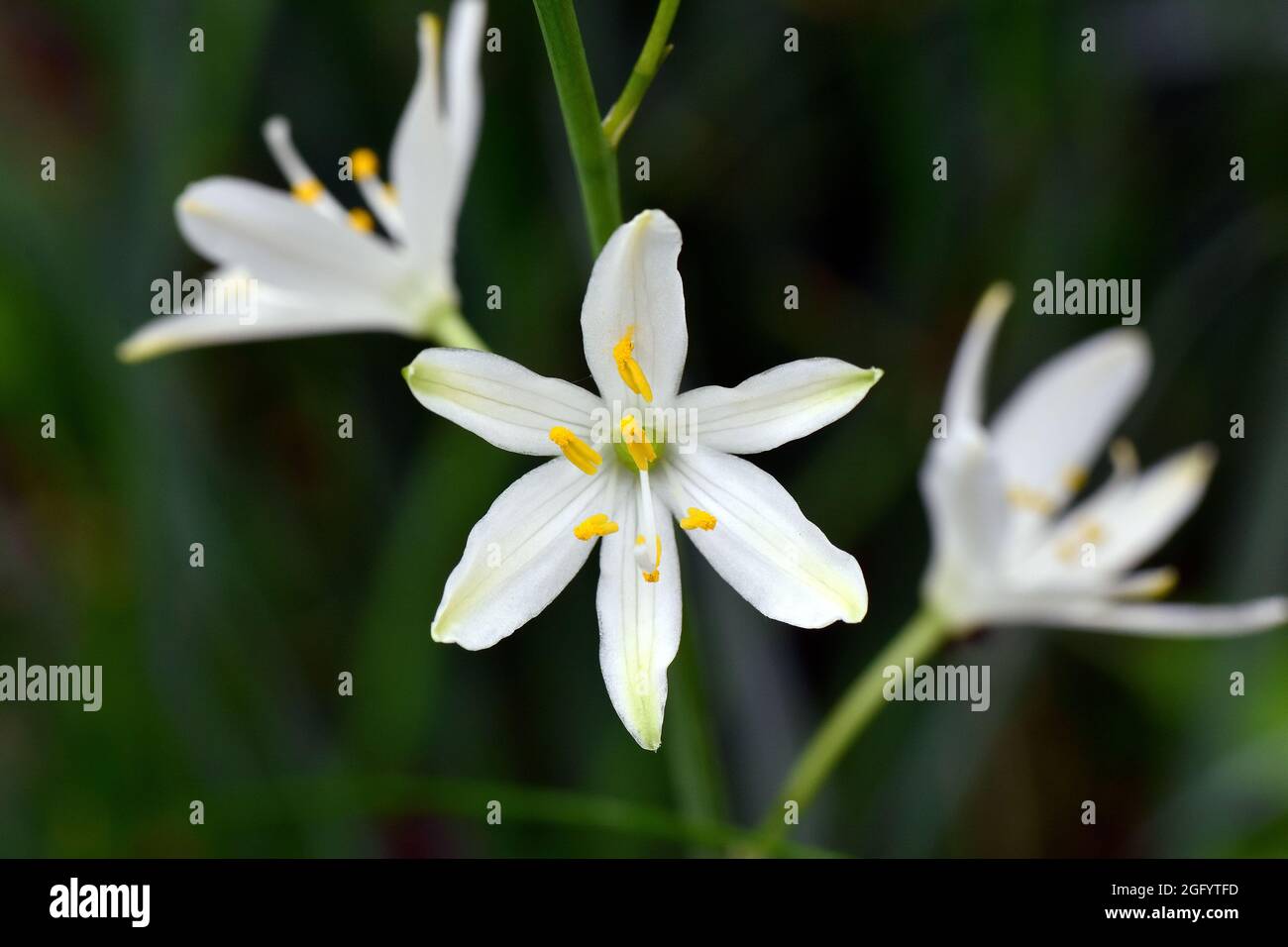 Giglio di San Bernardo, Traubige Graslilie, Anthericum liliago, fürtös homokliliom, Ungheria, Magyarország, Europa Foto Stock