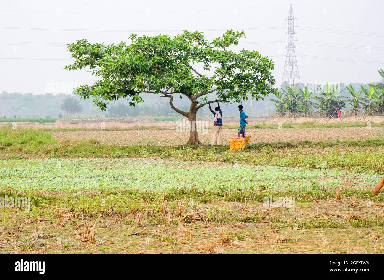 snack seller nella campagna occidentale bengala india Foto Stock