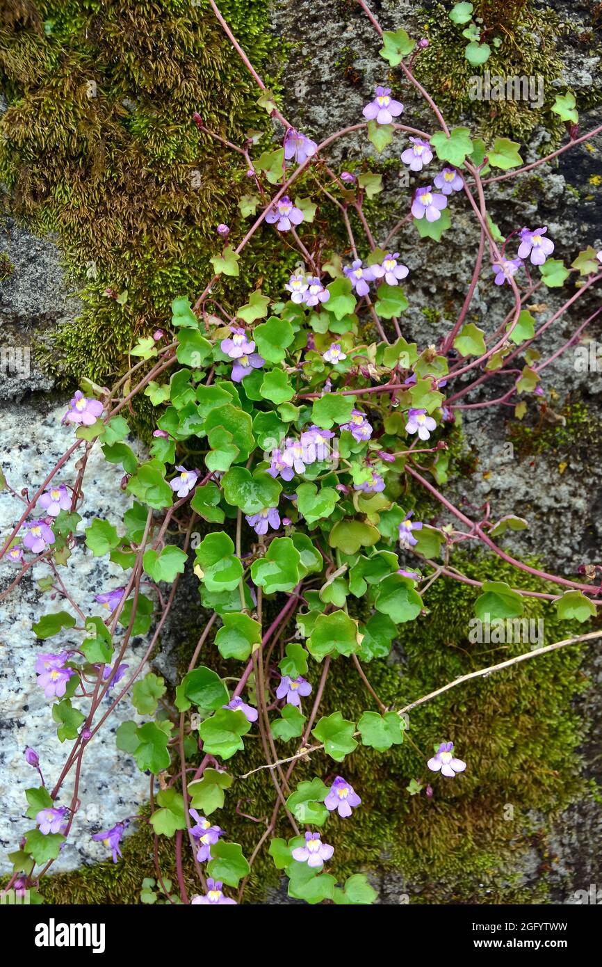 Toflino di lievito d'ivy, edera di Kenilworth, edera di coliseum, pennywort, Zimbelkraut, Cymbalaria muralis, kőfali pintyő, Ungheria, Magyarország, Europa Foto Stock