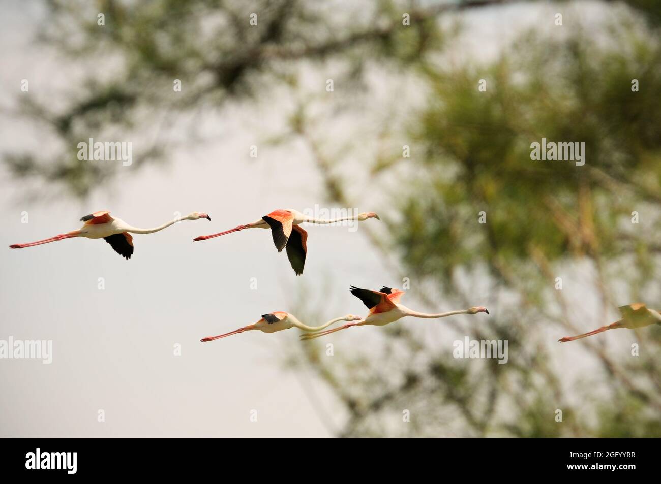 Grandi fenicotteri che volano in Camargue, Francia Foto Stock