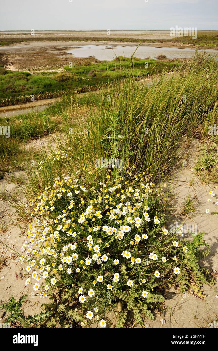 Erbe e fiori lungo la Digue a la Mer, Camargue, Francia Foto Stock