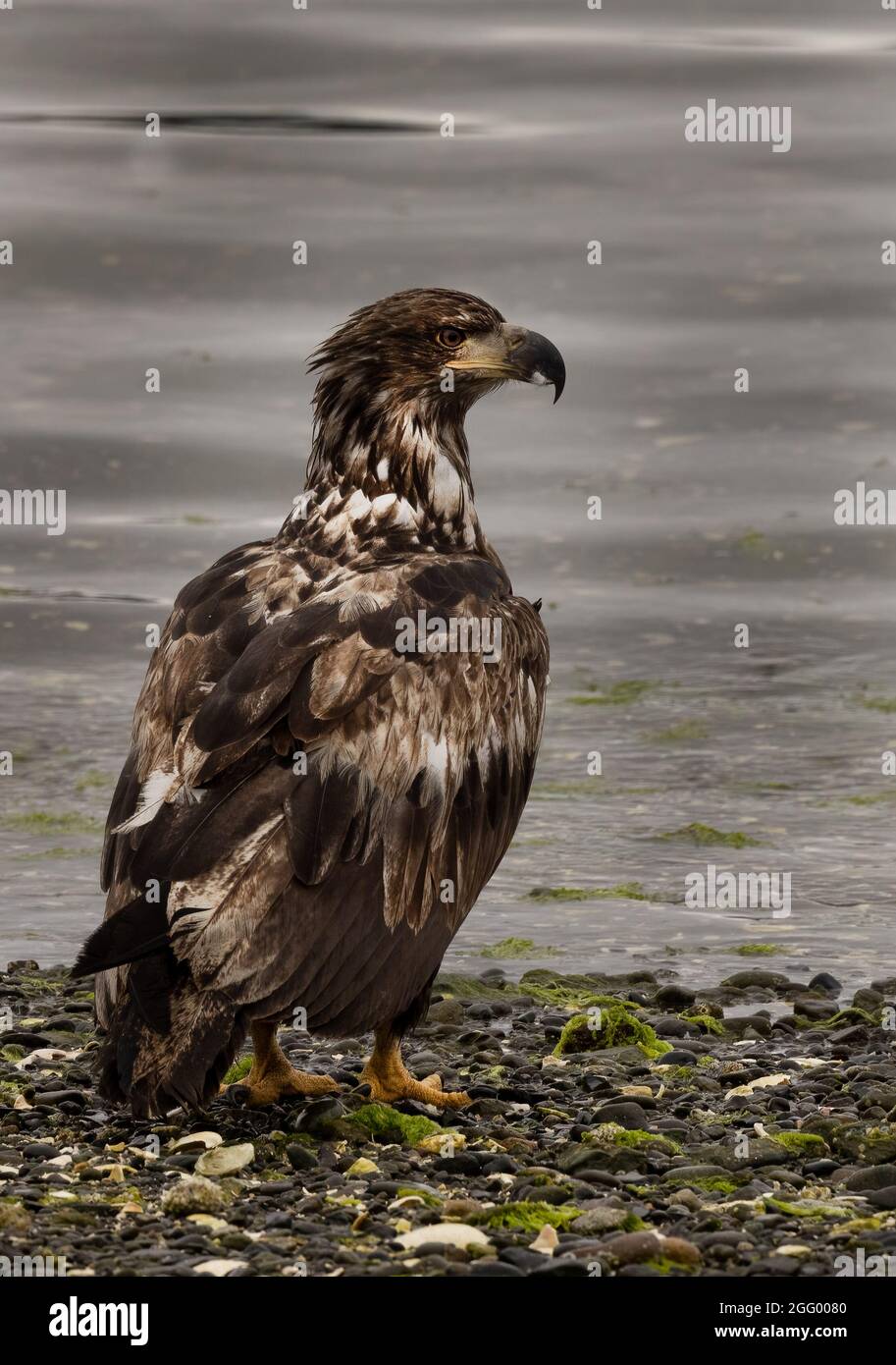 Giovane American Bald Eagle sulla spiaggia, Port Hardy, Vancouver Island,  BC, Canada Foto stock - Alamy