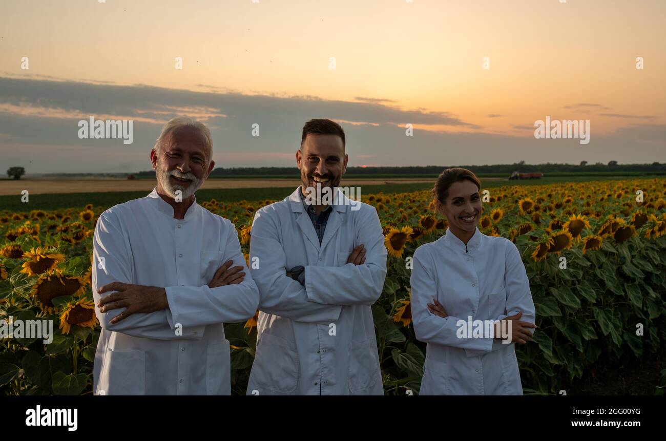 Squadra di agronomi in cappotto bianco in piedi con le braccia incrociate di fronte al campo di girasole durante il periodo di fioritura in estate. Concetto di protezione delle piante Foto Stock