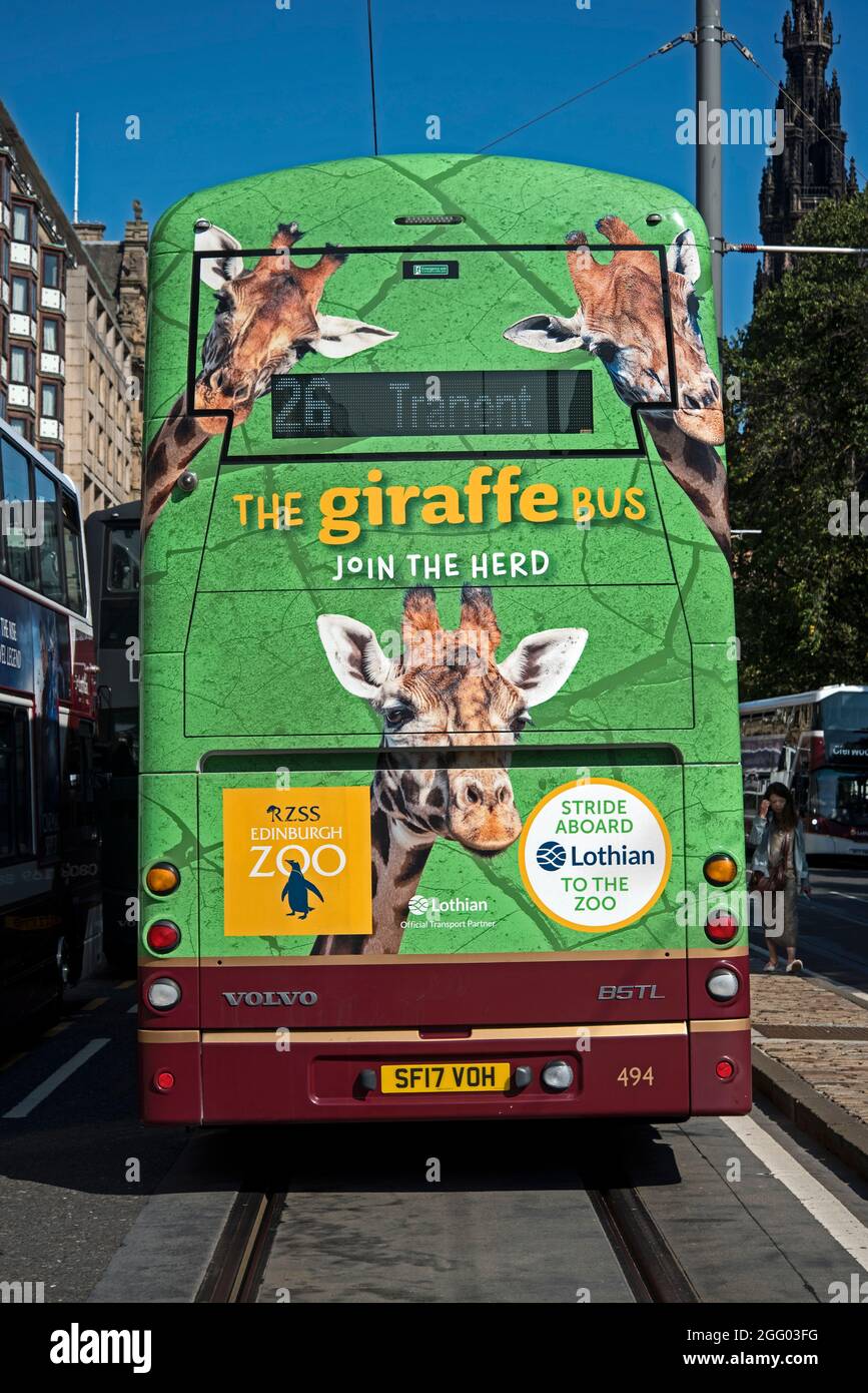 Il Giraffe Bus, lo Zoo di Edimburgo, con giraffe sul retro di un autobus Lothian su Princes Street, Edimburgo, Scozia, Regno Unito. Foto Stock