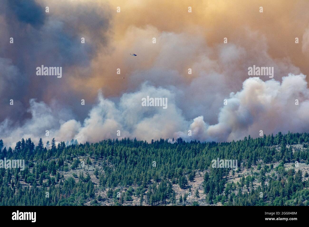 Un elicottero fa cadere l'acqua sul complesso Beckwourth Fire 8 luglio 2021 vicino al lago Frenchman in N. California. Oltre ad altre risorse, tre Guardia Nazionale aerea C-130s-- Due provenienti dal Nevada e uno dalla California aiuteranno a combattere il Beckwourth Complex Fire nella California del Nord, l'Air Force C-130 MAFFS-equipaggiato aerei, sono richiesti dal National Interagency Fire Center e approvati dal Segretario della Difesa, stanno fornendo capacità uniche di estinzione incendi. Foto Stock