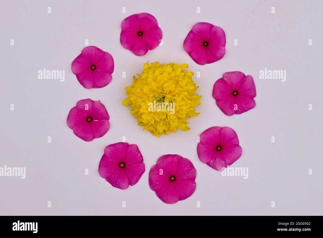 Splendidi rangoli floreali con fiori di marifolio e perivinkle o petali di fiori di vinca. Rangoli di fiori per decorazioni Onam o festival Diwali d Foto Stock
