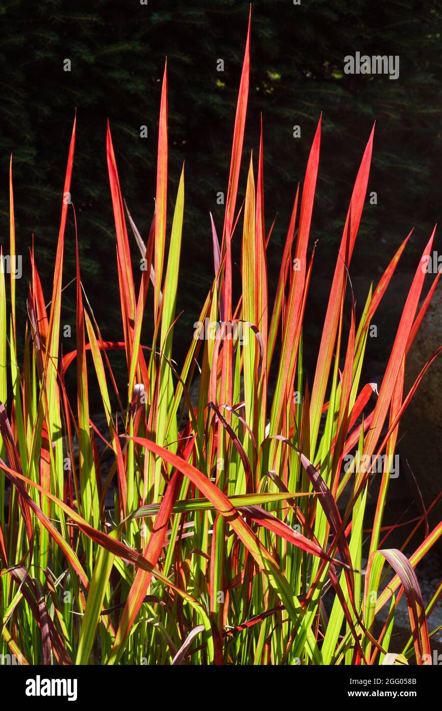 Imperata cylindrica 'Barone Rosso', coltivato come ornamentale. Una cultivar di erba del sangue giapponese. Conosciuto come erba di cogonai o erba di kunai. Foto Stock