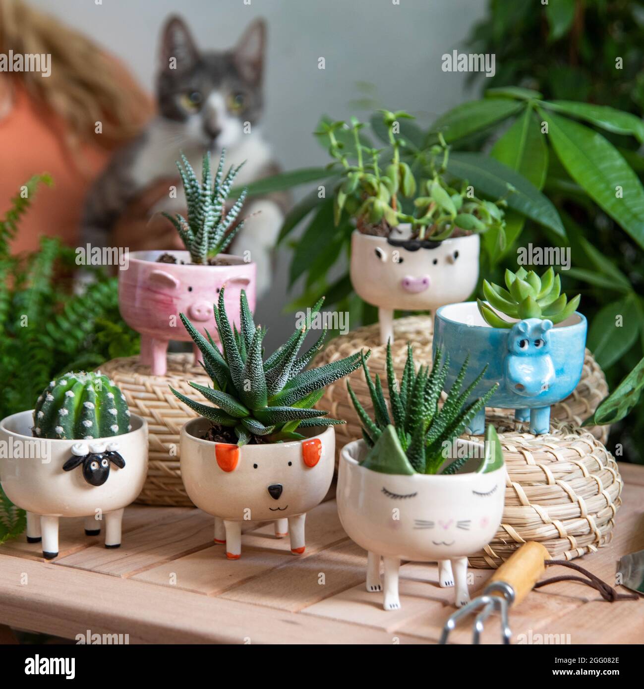 vasi colorati di cactus in un soggiorno con un gatto divertente Foto Stock