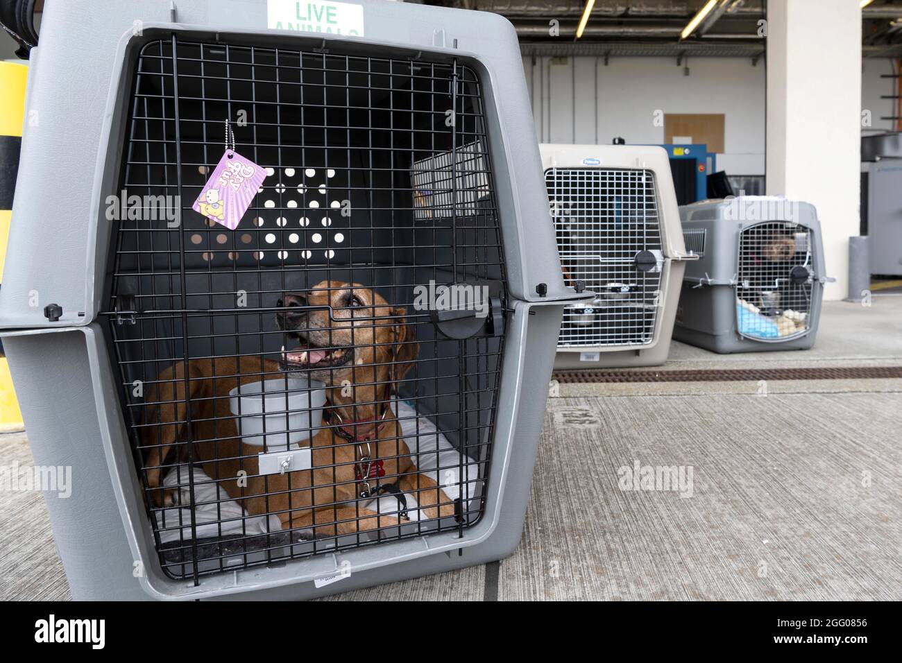 Spangdahlem, Germania. 23 Agosto 2021. I canili di trasporto con animali domestici evacuati da Kabul su un aereo di trasporto del passeggero del Patriot Express aspettano i loro proprietari per ritirarli alla base aerea di Spangdahlem 23 agosto 2021 a Spangdahlem, Germania. Credit: Planetpix/Alamy Live News Foto Stock