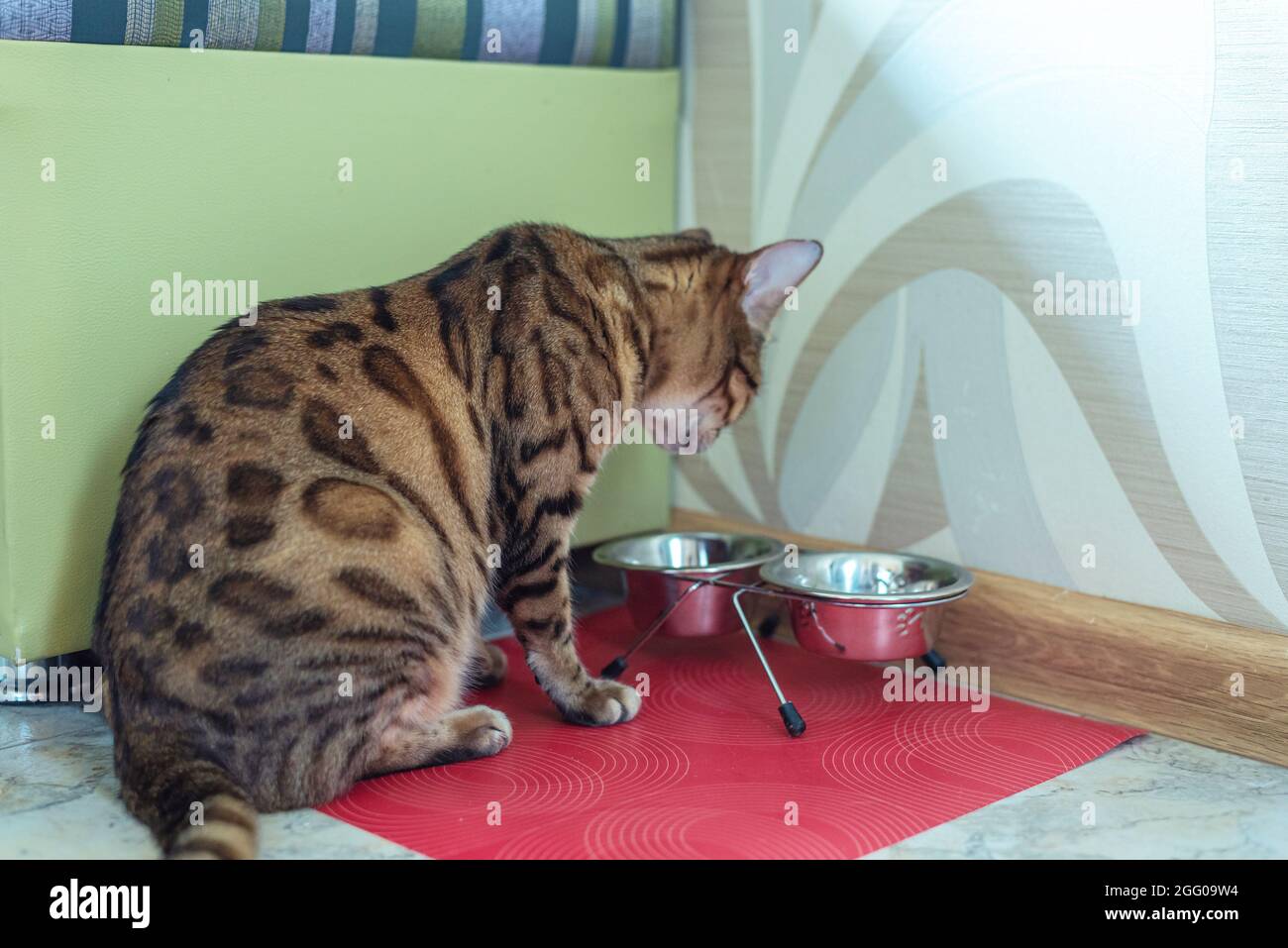 Il gatto è in attesa di cibo. Siede a casa vicino alla sua ciotola. Foto Stock