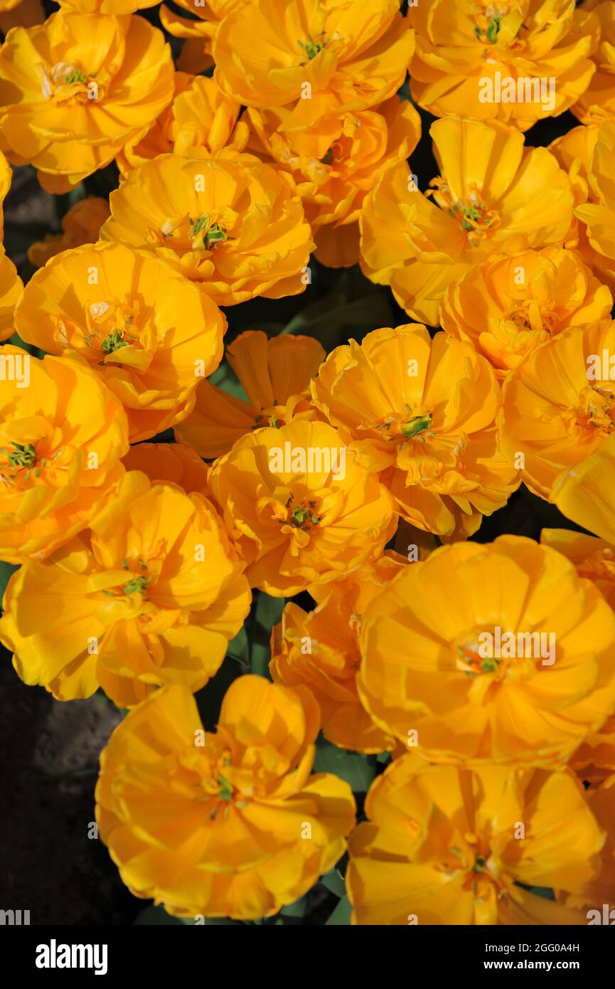 Tulipano giallo doppio tardo (Tulipa) la febbre dell'oro fiorisce in un giardino nel mese di aprile Foto Stock