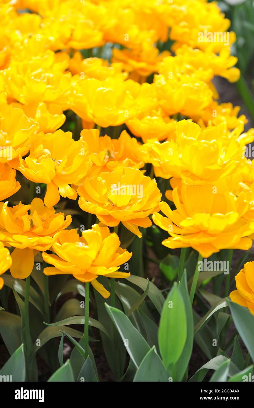 Tulipano giallo doppio tardo (Tulipa) la febbre dell'oro fiorisce in un giardino nel mese di aprile Foto Stock