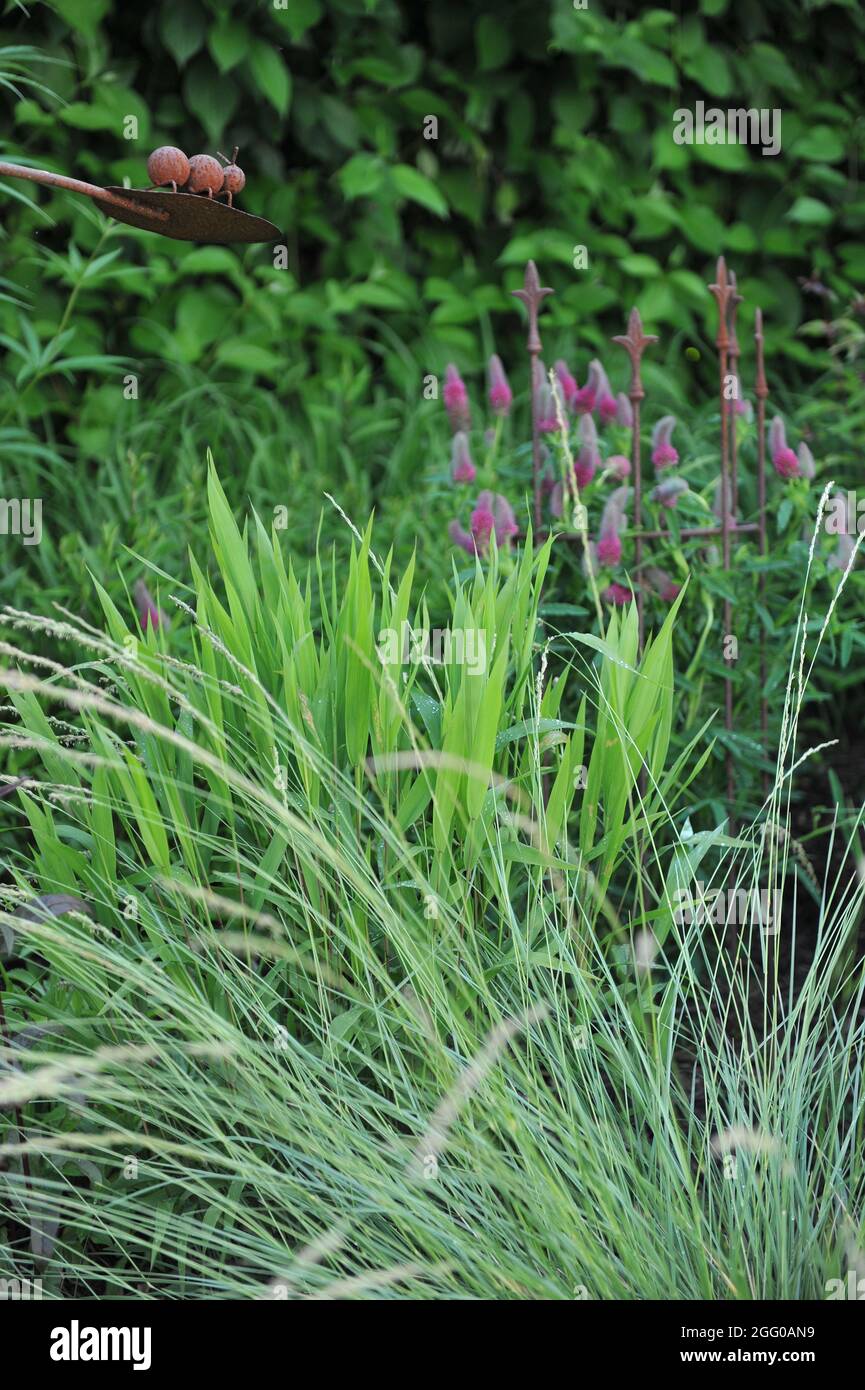 Chartreuse verde fogliame ornamentale del Nord America selvaggio avena (Chasmanthium latifolium) in un giardino nel mese di giugno Foto Stock