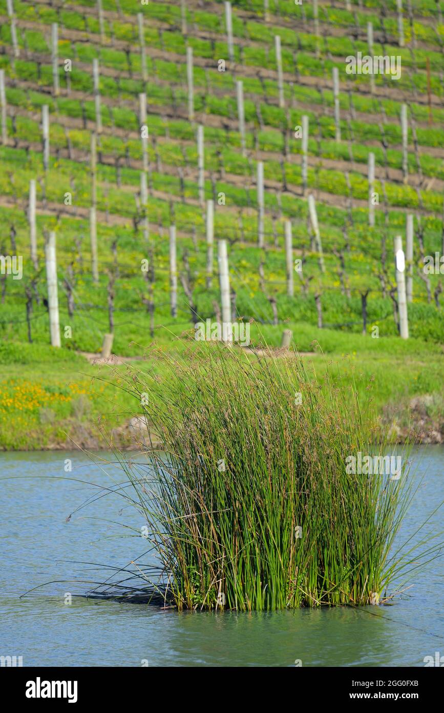 L'elegante azienda vinicola Cuvaison Estate a Carneros Valley, Napa CA Foto Stock