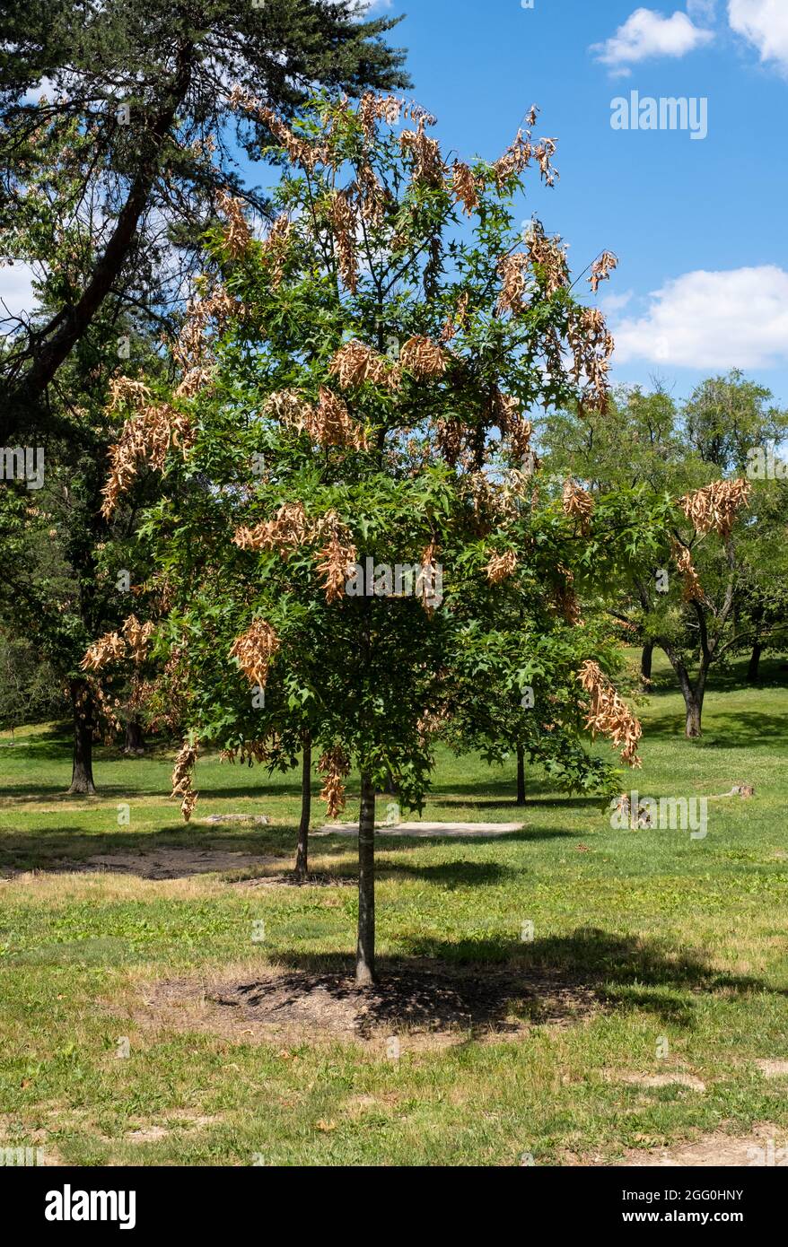 Cicada che segnala danni agli alberi, ft. Ward Park, Alexandria, Virginia, Stati Uniti. Foto Stock