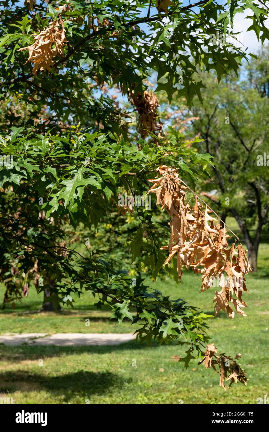 Cicada che segnala danni agli alberi, ft. Ward Park, Alexandria, Virginia, Stati Uniti. Foto Stock