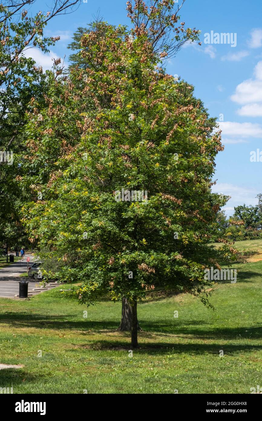 Cicada che segnala danni agli alberi, ft. Ward Park, Alexandria, Virginia, Stati Uniti. Foto Stock