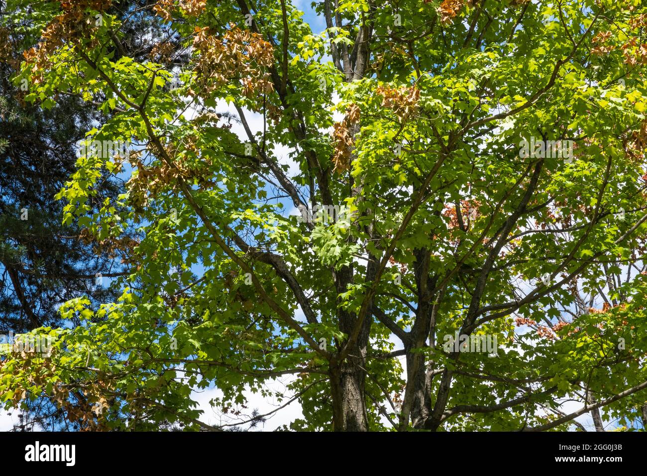 Cicada che segnala danni agli alberi, ft. Ward Park, Alexandria, Virginia, Stati Uniti. Foto Stock