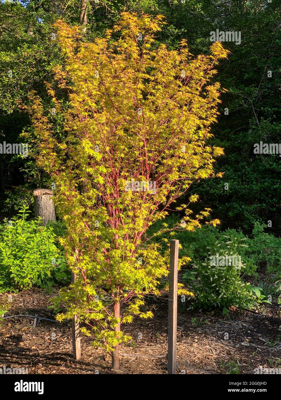 Maple Tree in Primavera Foliage, Leonardtown, Maryland, USA. Foto Stock