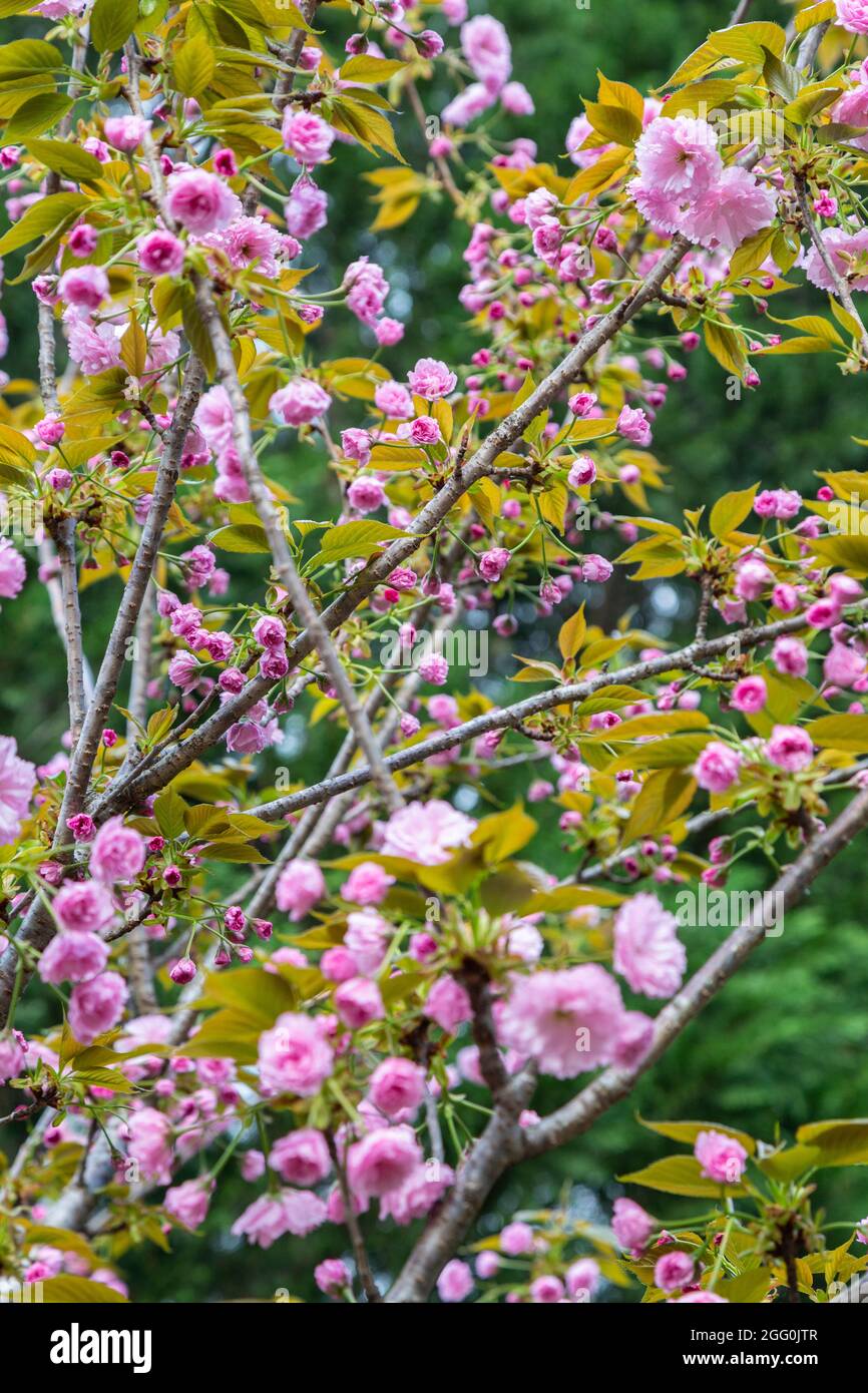 Kwanzan Cherry Tree Blossoms, aprile, Virginia, Stati Uniti. Foto Stock