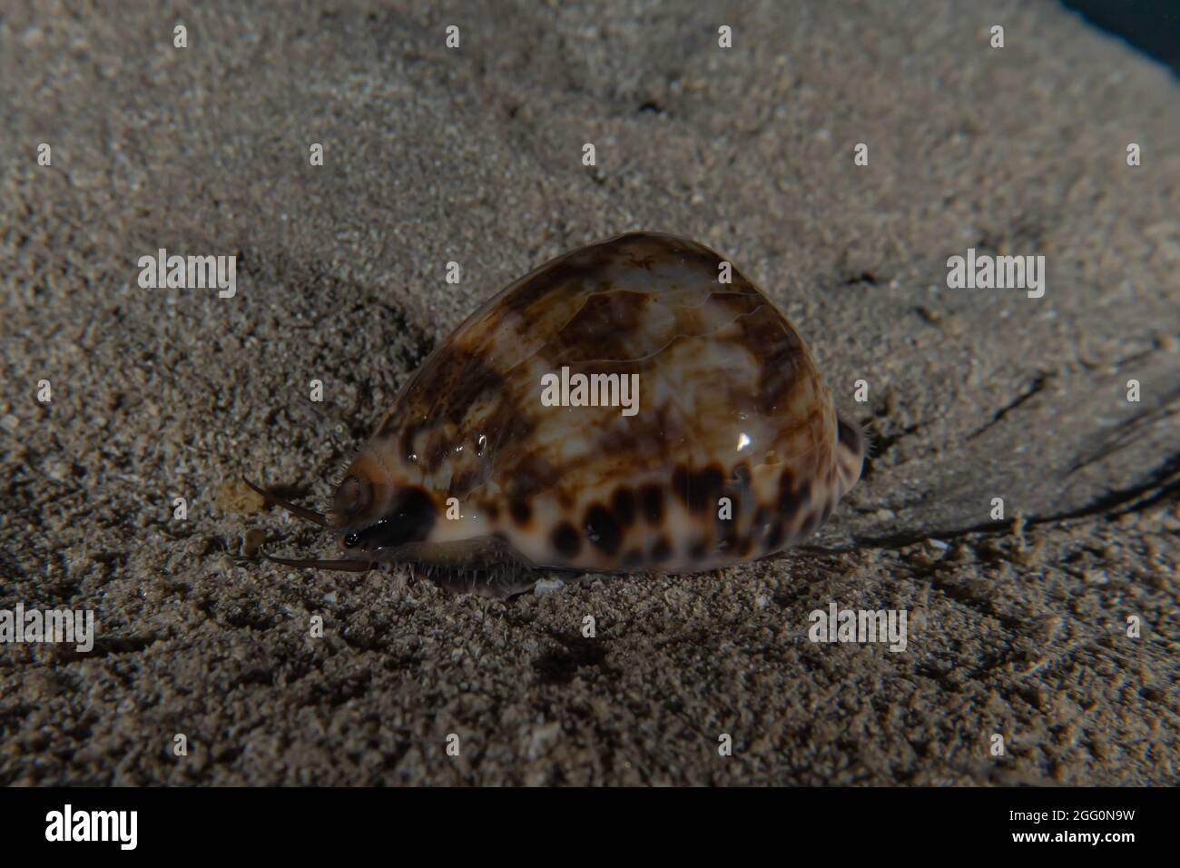 Conus Textile sul fondo del Mar Rosso, Eilat Israele Foto Stock