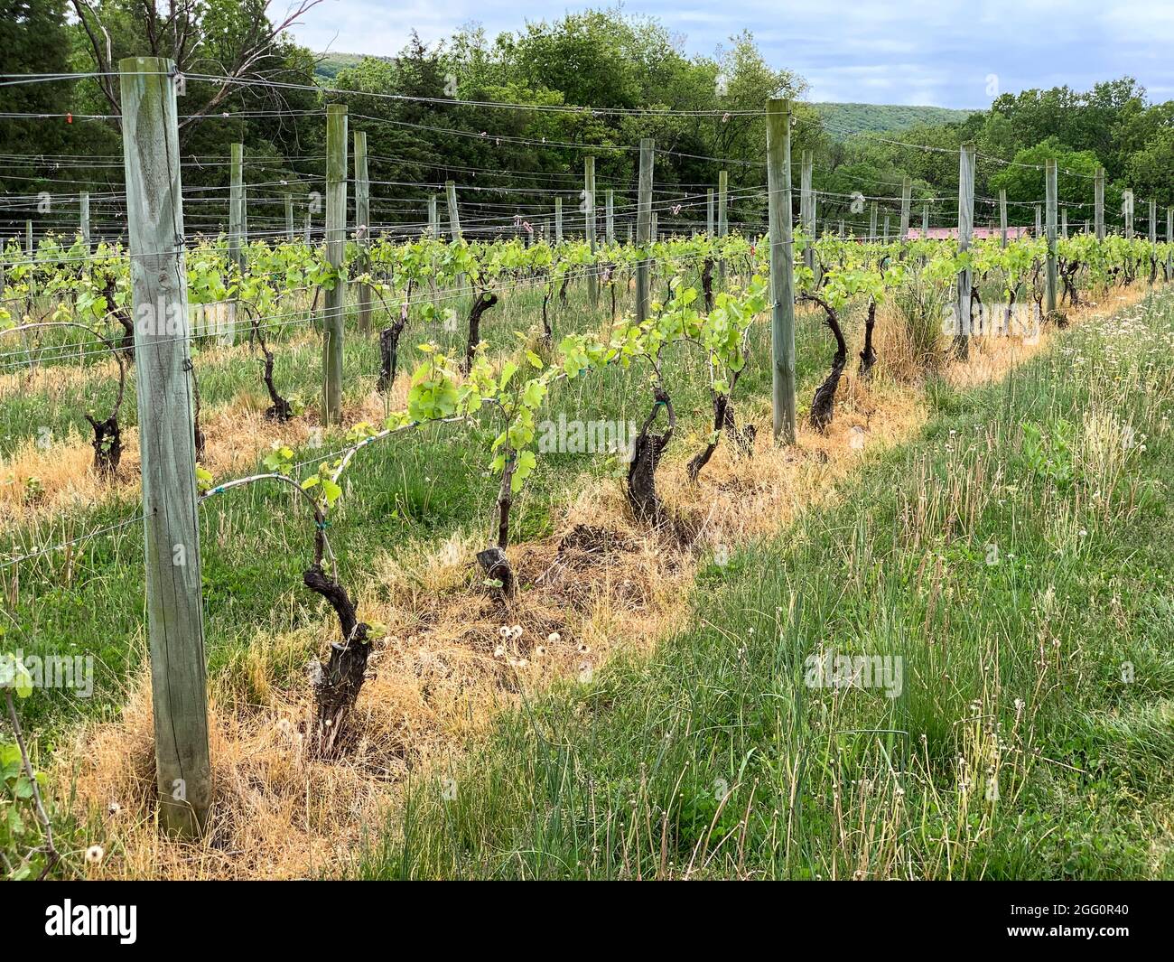 Azienda vinicola, Woodstock, Shenandoah County, Virginia, USA Foto Stock
