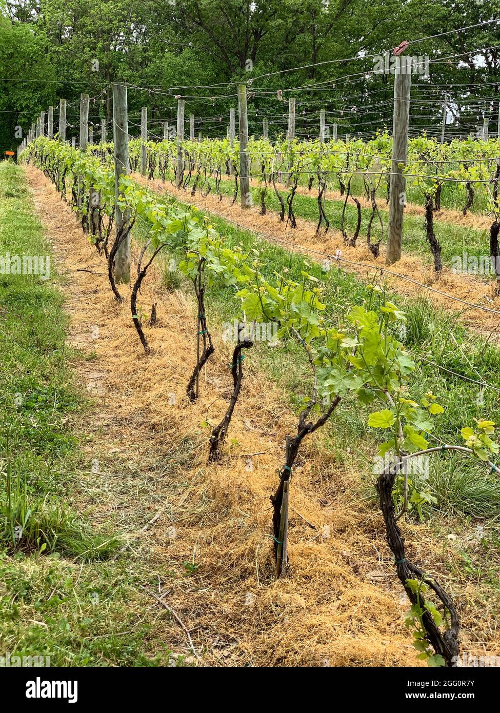 Azienda vinicola, Woodstock, Shenandoah County, Virginia, USA Foto Stock