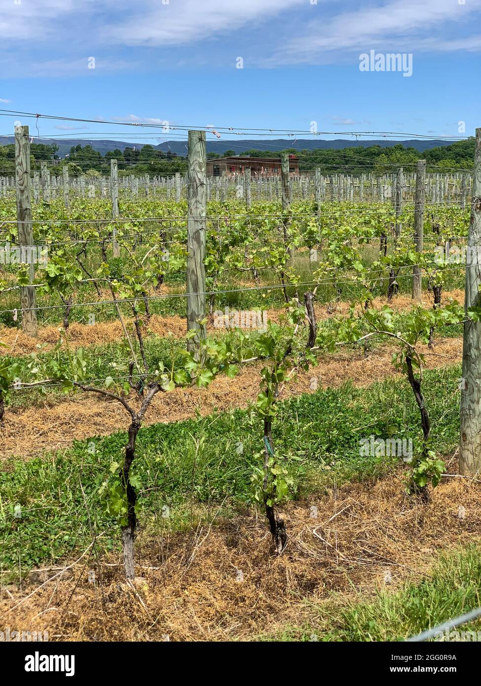 Azienda vinicola, Woodstock, Shenandoah County, Virginia, USA Foto Stock