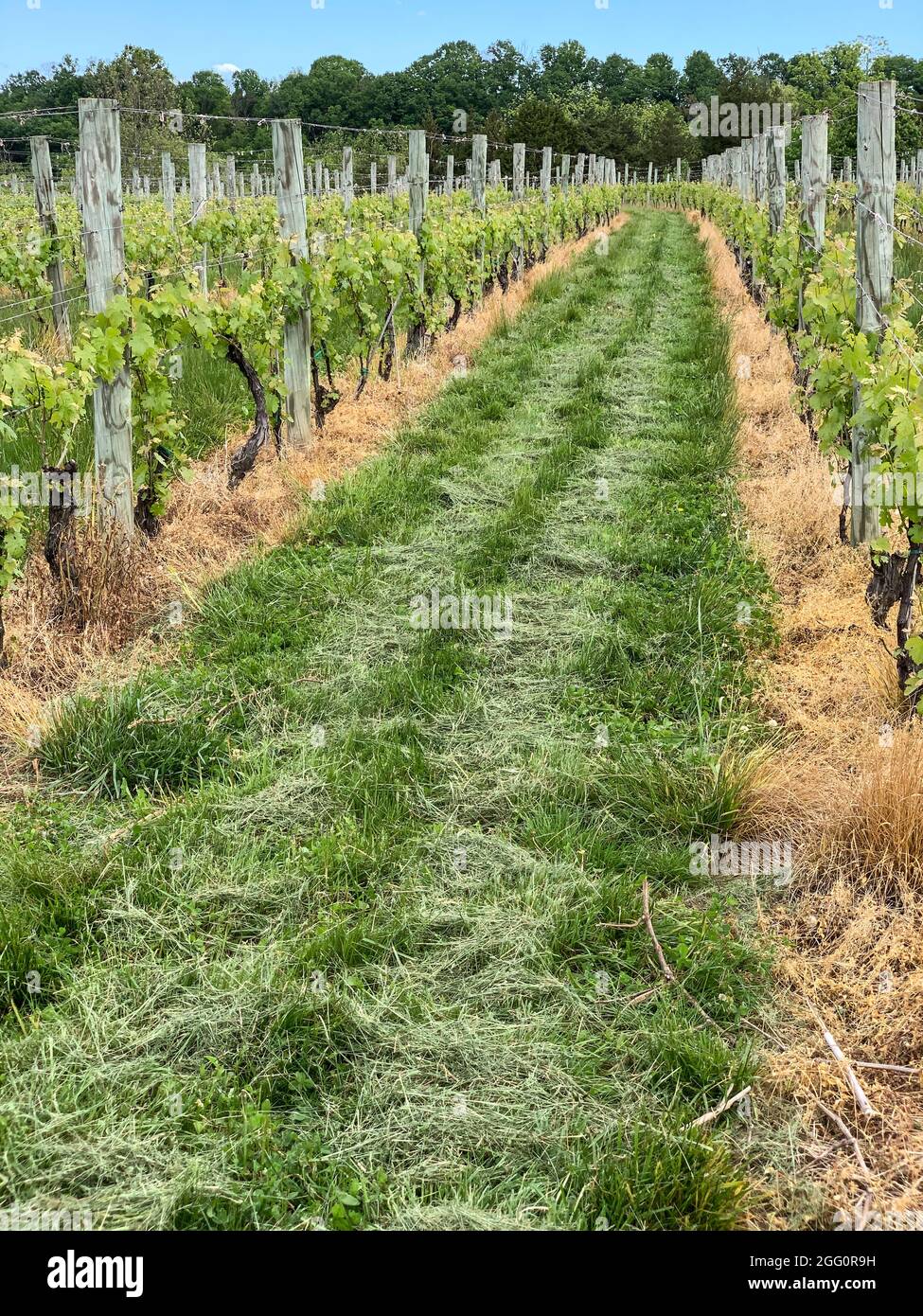 Azienda vinicola, Woodstock, Shenandoah County, Virginia, USA Foto Stock