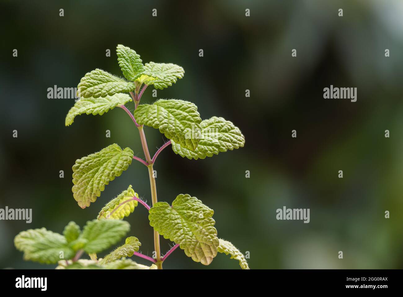 particolare delle foglie della pianta di balsamo di limone visto da vicino con luce del giorno al chiuso Foto Stock