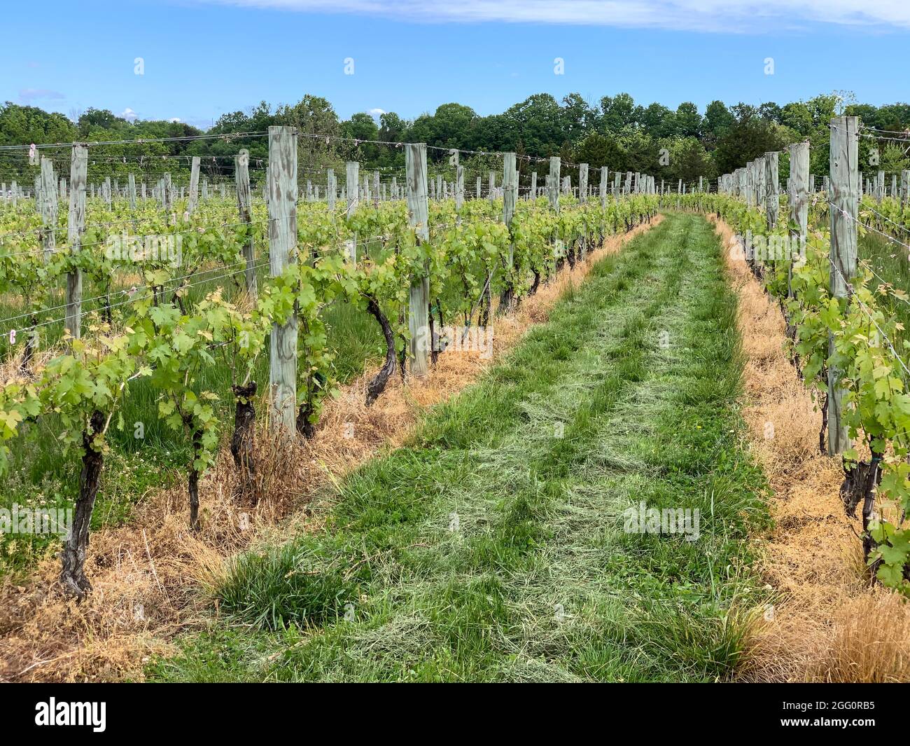 Azienda vinicola, Woodstock, Shenandoah County, Virginia, USA Foto Stock