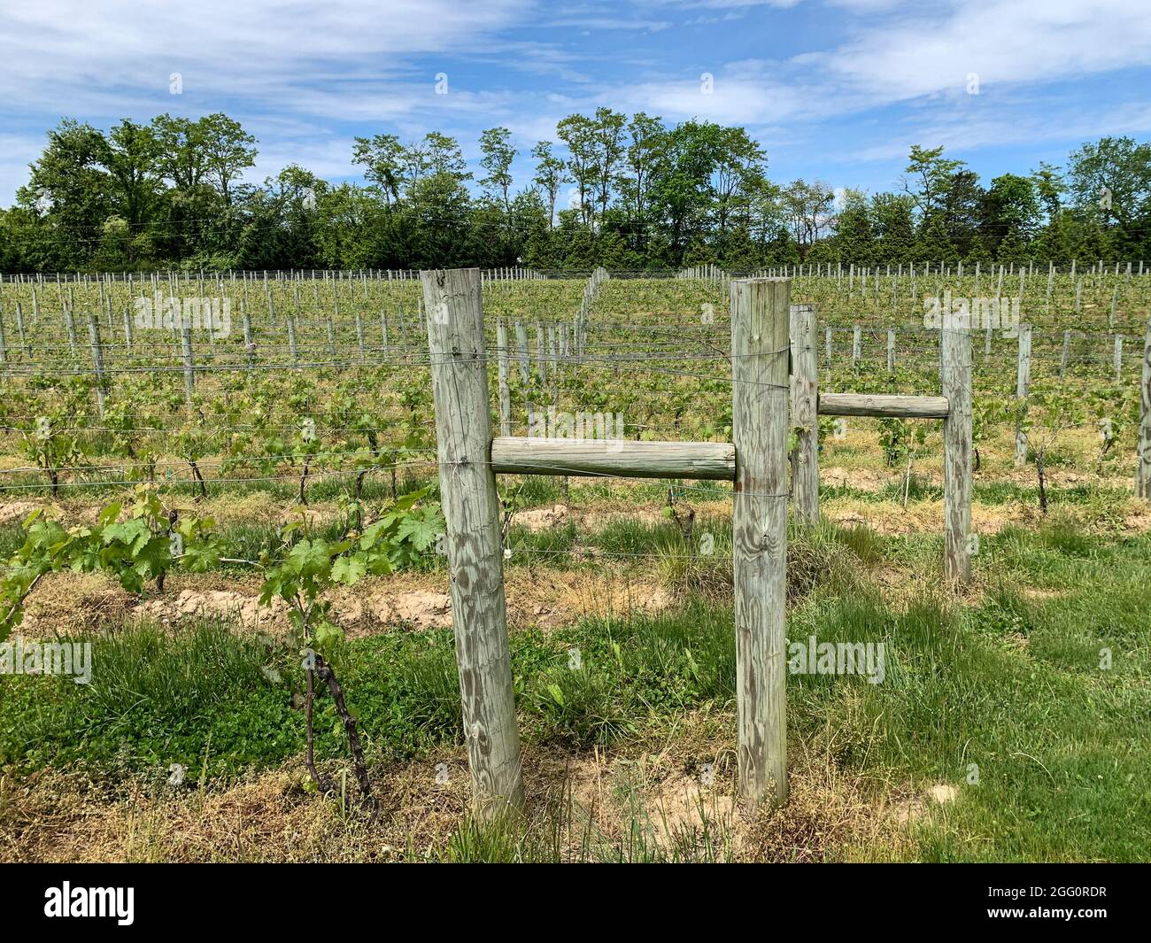 Azienda vinicola, Woodstock, Shenandoah County, Virginia, USA Foto Stock