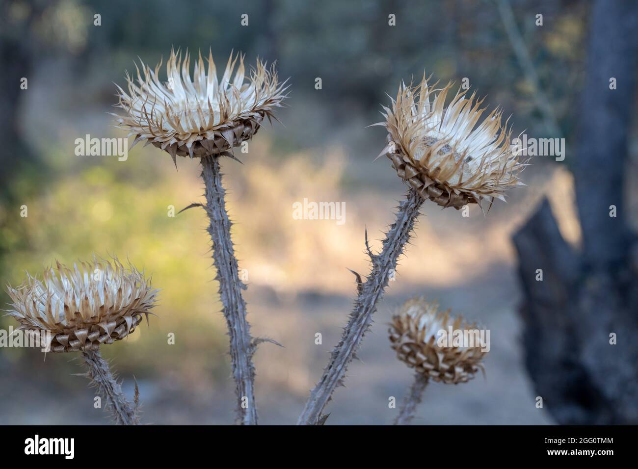 Primo piano della pianta secca di Cynara cardunculus. Carciofo selvatico  Foto stock - Alamy