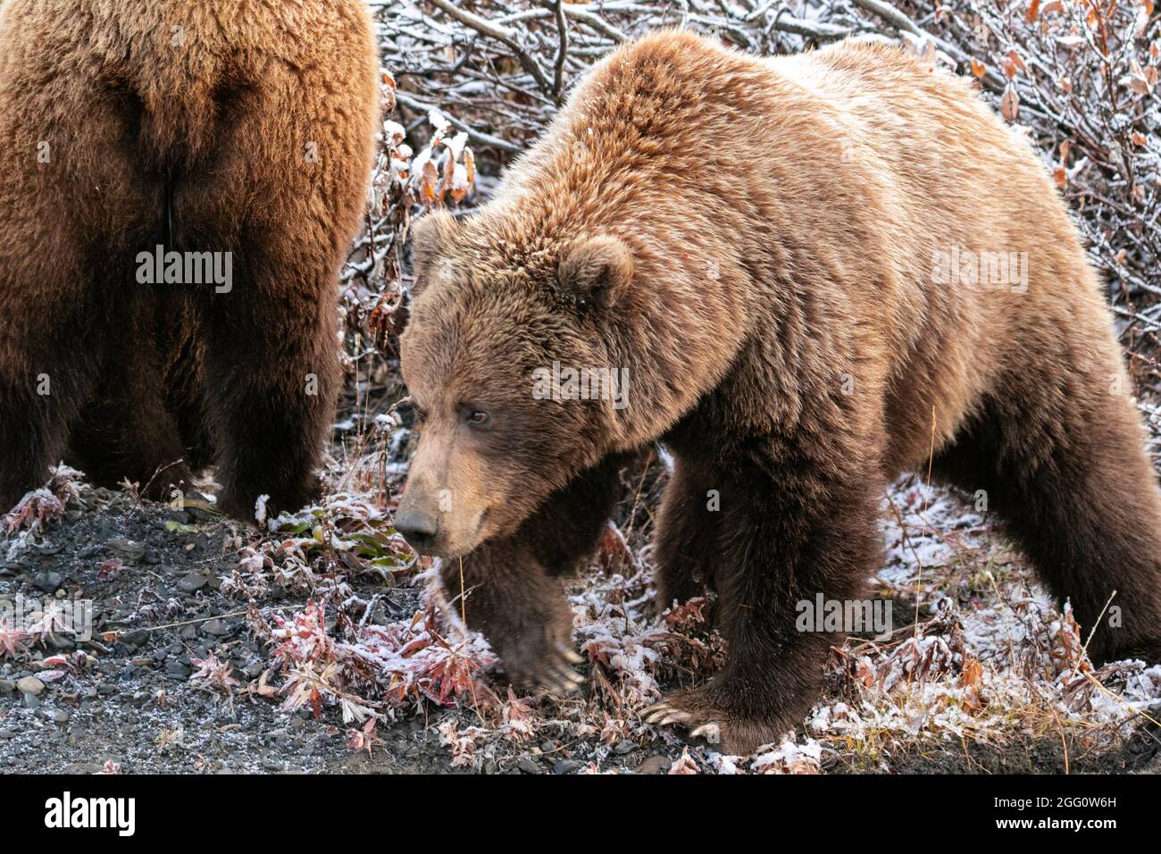 I fratelli Grizzly Bear recentemente sono stati cacciati dalla scrofa foraggiando le radici Foto Stock