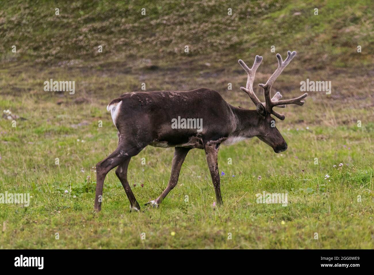Giovane caribou toro che cammina lungo la tundra Foto Stock