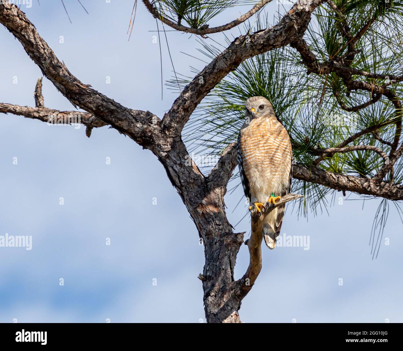 Un falco a spalla rossa arroccato su un ramo d'albero nel Parco Nazionale locale Foto Stock