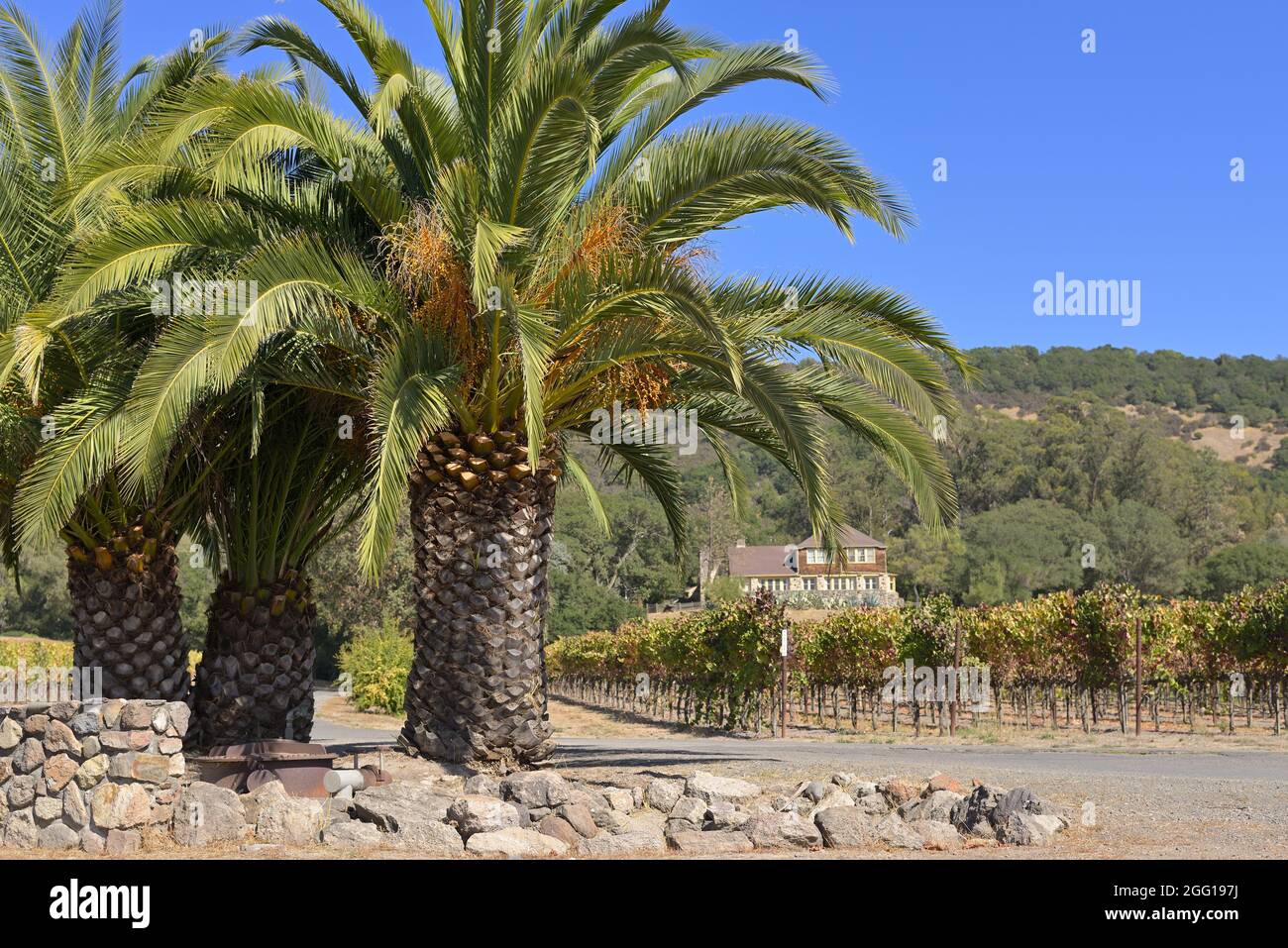 La Gundlach Bundschu Winery, la più antica azienda vinicola della California a conduzione familiare (1858), Sonoma CA Foto Stock