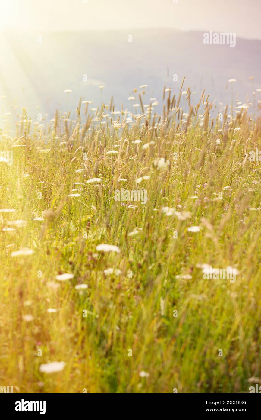 Fiori selvatici sulla Whitetop Mountain in Virginia Foto Stock