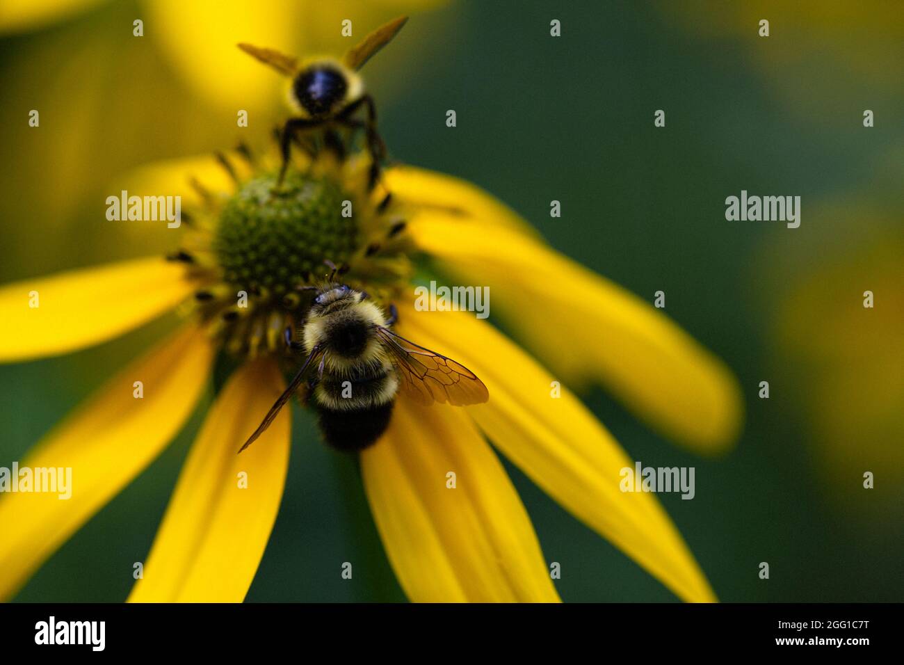Primo piano di ape su margherita giallo selvatico in Virginia Foto Stock