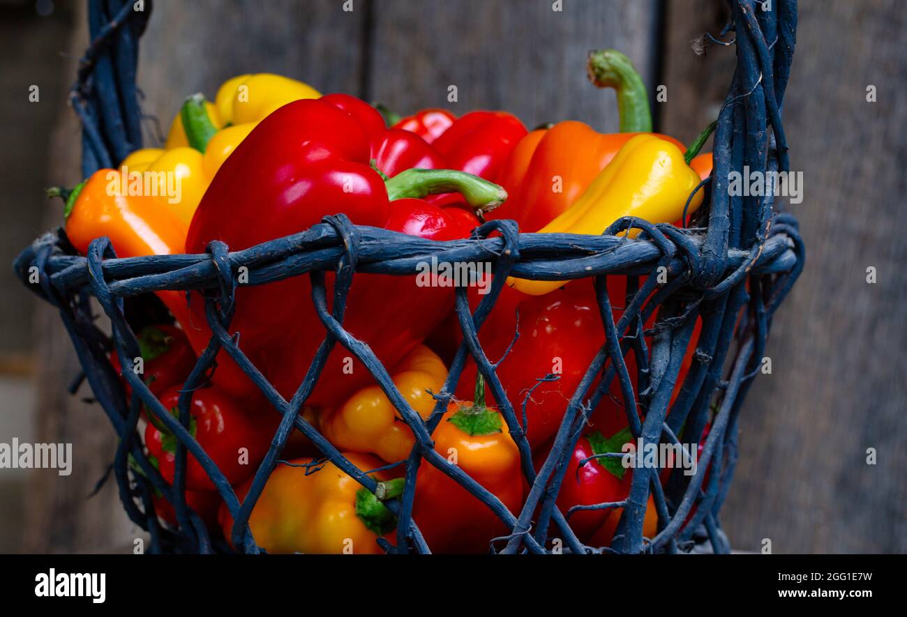 Peperoni rossi, gialli e arancioni maturi in un cestino Foto Stock