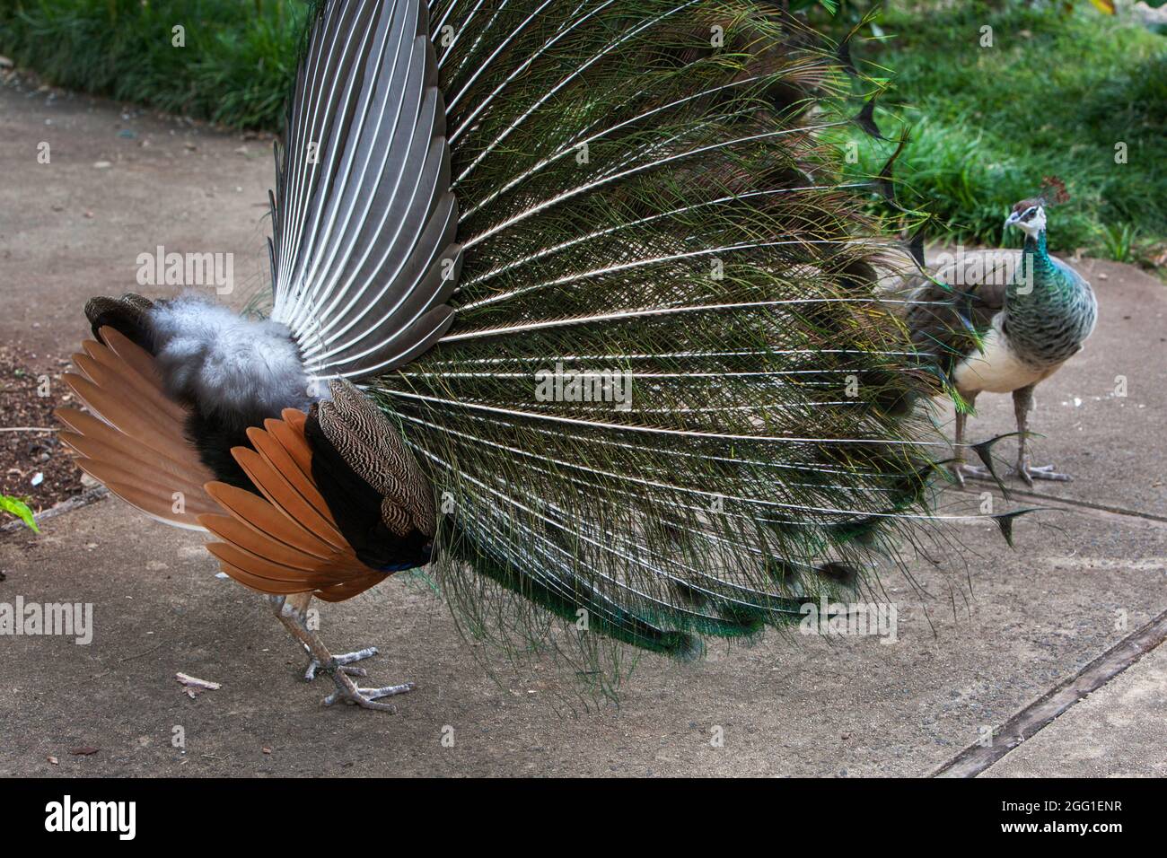 Peacock diffonde le sue piume per impressionare un peahen. Foto Stock