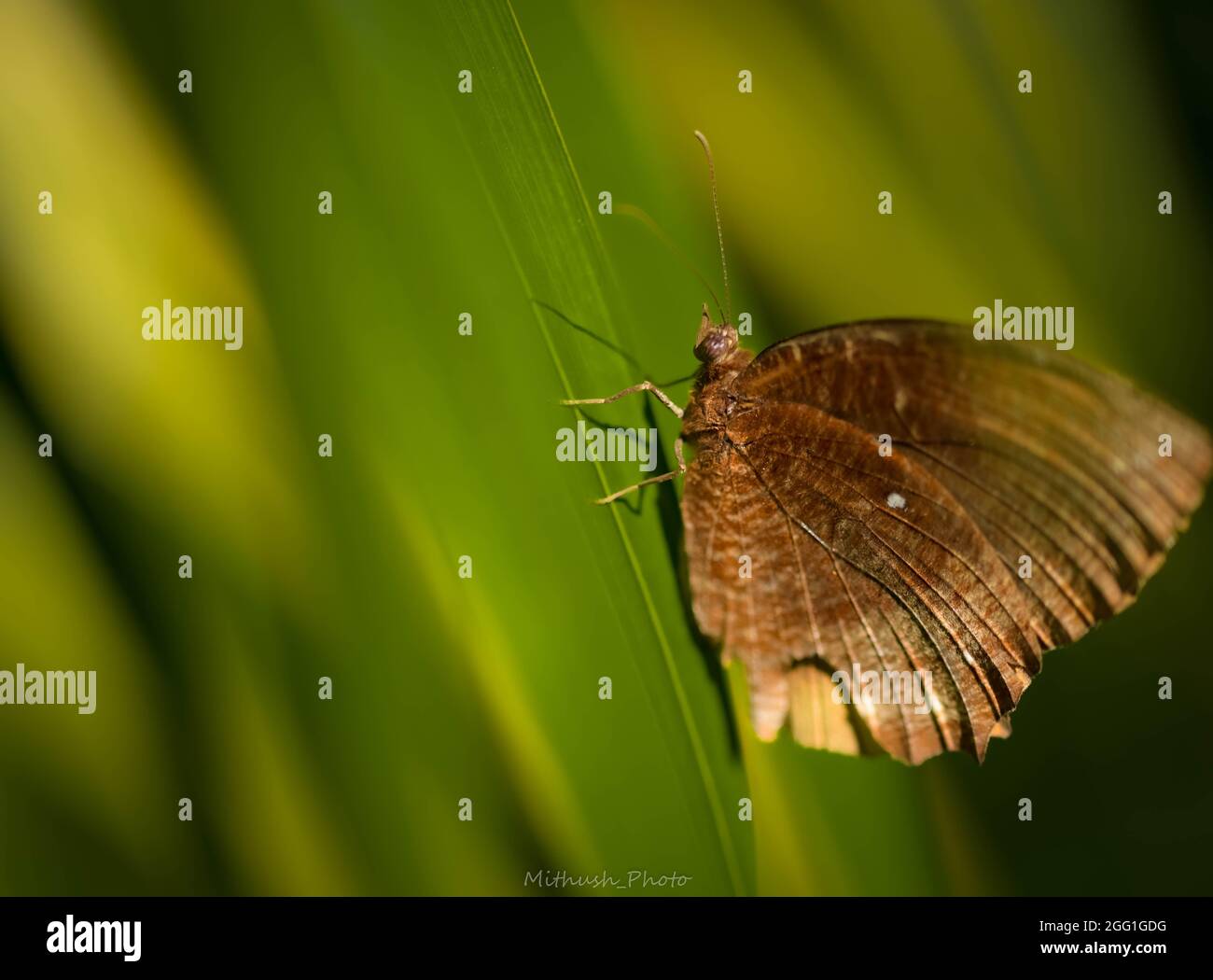 Animali Foto Stock
