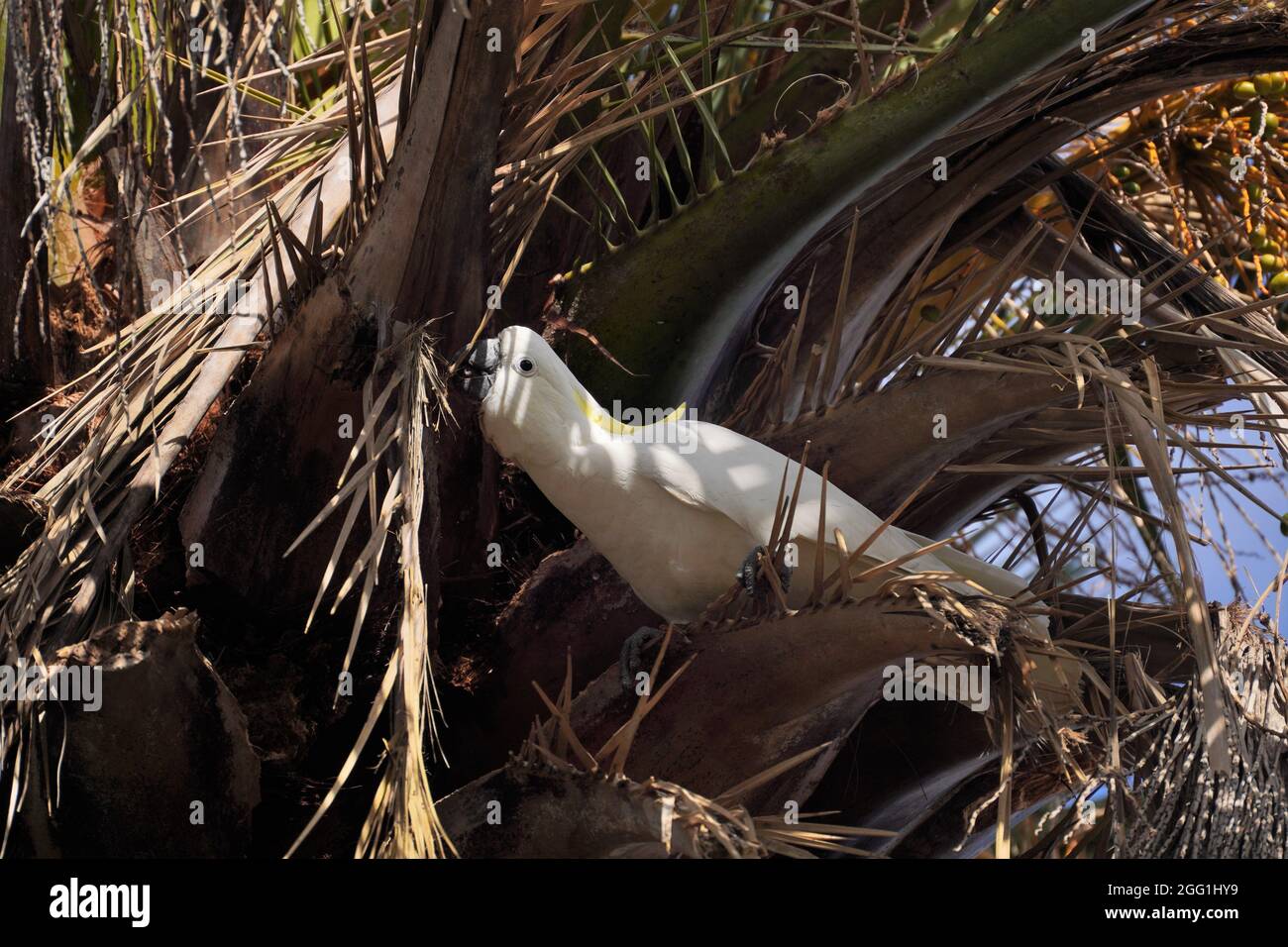 Cockatoo raccogliendo materiale Nest-Building anche in un palma Foto Stock