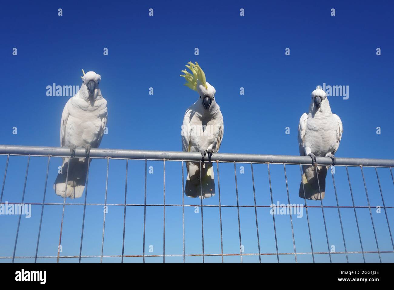 Tre Cockatoos appollaiarono su una Fence e fissarono il fotografo Foto Stock