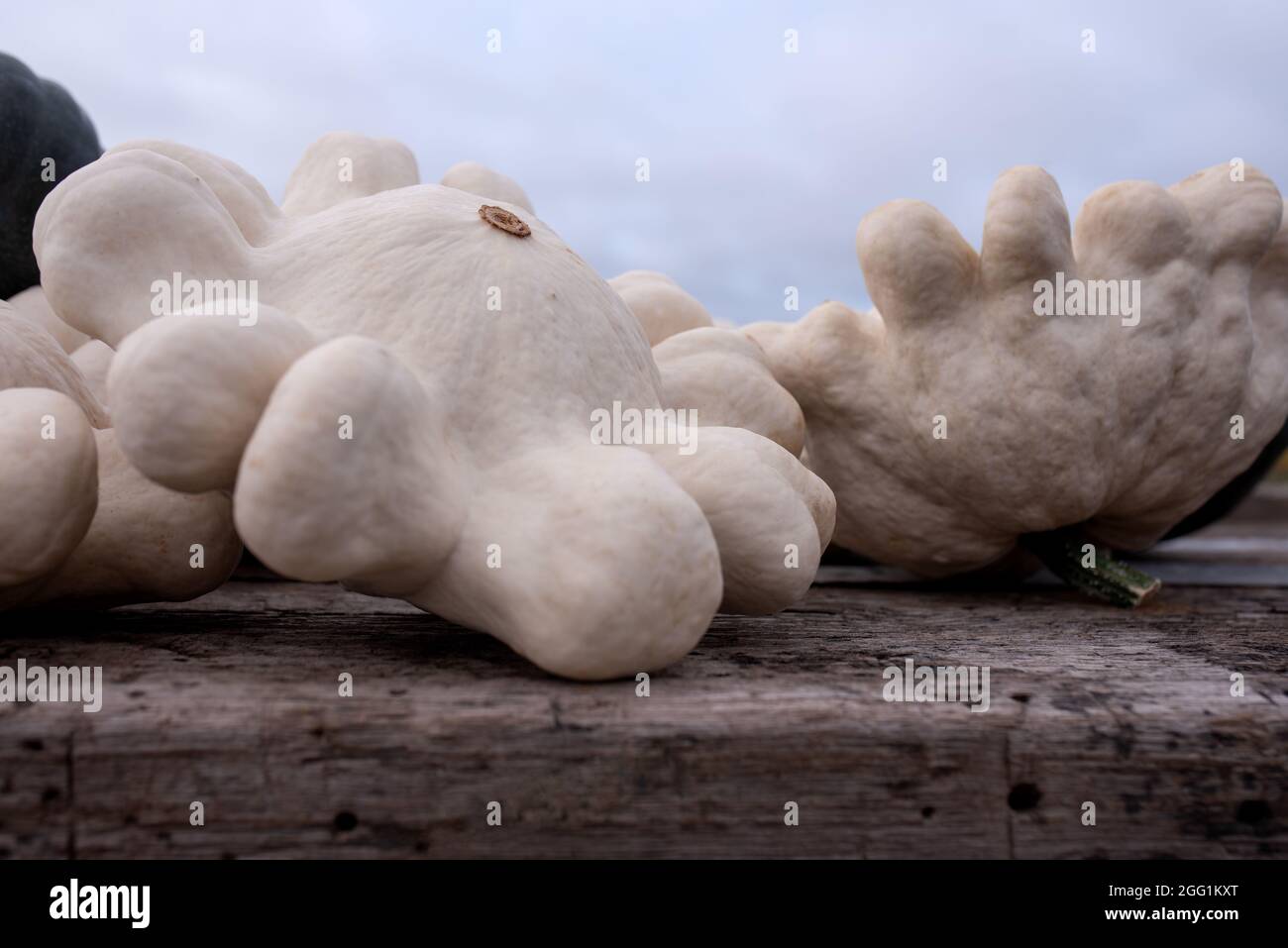 Decorazioni autunnali di ringraziamento con mini zucche bianche sul rustico tavolo in legno. Sfondo autunno. Foto Stock