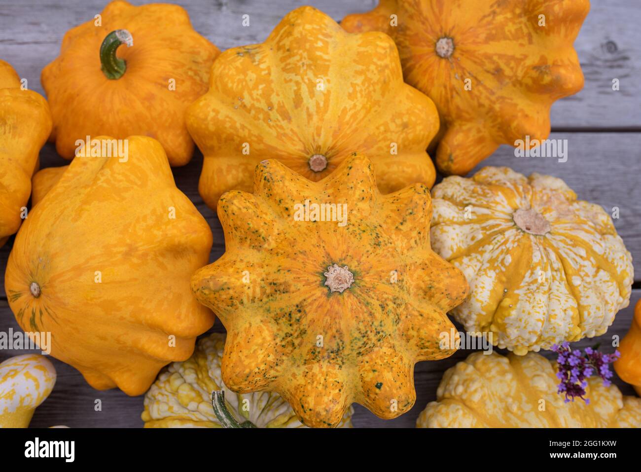 un sacco di spruzzi gialli al mercato agricolo all'aperto Foto Stock