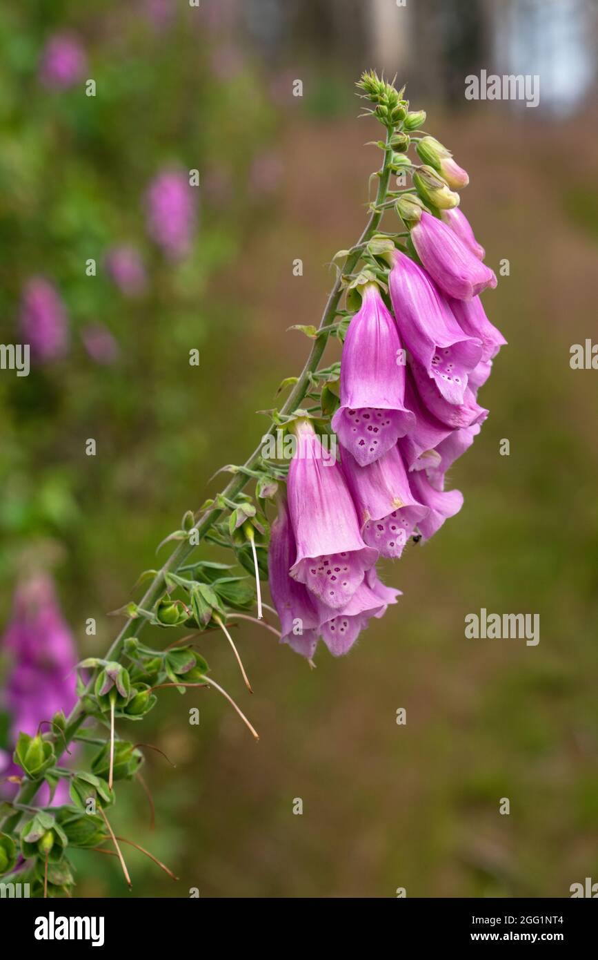 Foxglove viola (Digitalis purpurea), vicino fino alla foresta impianto Foto Stock