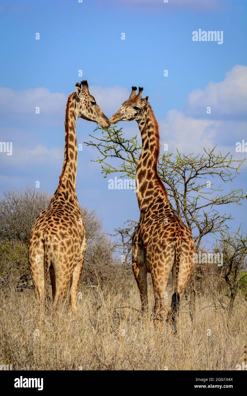 Masai giraffe, Maasai giraffe o Kilimanjaro giraffe (Giraffa tippelskirchii). Kenya. Foto Stock